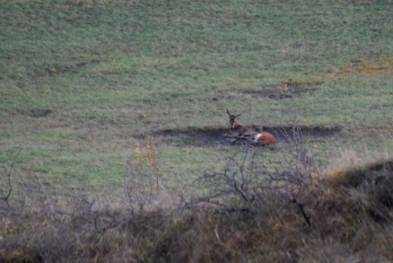 PASSIONE PER IL CERVO